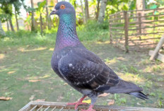 Burung Termahal di Dunia Untuk Peliharaan, Harganya Capai 1,2 Miliar