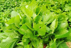 Sayur Bayam Kaya Akan Nutrisi, Ini 7 Manfaat Kesehatan Tanaman Obat Sayur Bayam