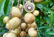 Ini Manfaat Buah Kelengkeng Bagi Kesehatan, Nomor 2 Dapat Meningkatkan Energi Tubuh