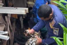 Heboh! Ular Sanca Mangsa Hewan Ternak Warga