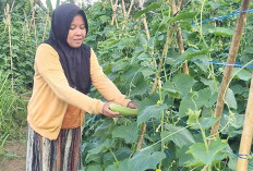 Panen Cuan dari Kebun Mentimun, Warga Empat Lawang Raup Manfaat Ekonomi dari Pekarangan Rumah