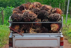 Harga TBS Sawit Periode II Februari 2026 Naik, Tembus Rp3.586,81/ kg