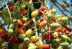 11 Daftar Manfaat Buah Pinang, Nomor 7 dan 11 Wajib Baca Pria Wanita