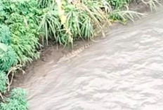 Geger! Penampakan Buaya di Tepian Ayek Lematang Ulak Lebar Lahat