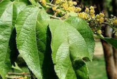 Tanaman Obat untuk Diet! Daun Jati Belanda, Solusi Alami Menuju Berat Badan Ideal