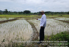 1,5 Hektar Sawah Fuso Imbas Pasca Banjir di Lahat