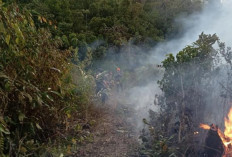 20 Hektare Kebun Sawit Terbakar di Empat Lawang, Kerugian Capai Rp2,4 Miliar