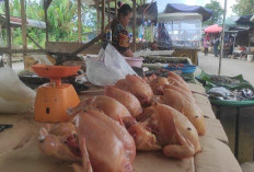 Harga Daging Ayam Masih Tinggi Usai Idul Adha 2025