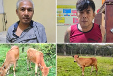 Polsek Kota Agung Ungkap Kasus Pencurian Ternak