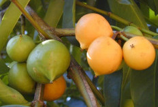 Inilah Manfaat Tanaman Obat Buah Asam, Ampuh Bikin Perjalanan Diet Kamu Lancar, Cek Di sini Ramuannya