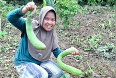 Petani Milenial Asal Empat Lawang Pamer Oyong Raksasa, Angkat Potensi Pertanian Lokal