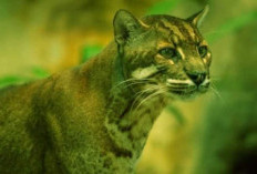 Bukit Barisan Lahat, Koridor Penting Satwa Kucing Emas, Fauna Langka yang Dilindungi