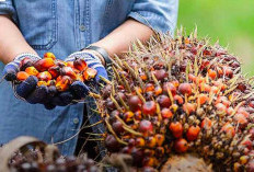 Harga TBS Sawit Anjlok, Tembus Rp3.613.75 Per Kg