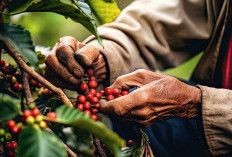 Mengungkap Kopi Lahat: Seberapa Besar Pendapatan Masyarakatnya?