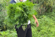 Hobi Lalapan, Sulap Pekarangan Tanam Sayuran