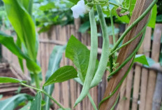 Buncis Sayur Sederhana Dengan Segudang Khasiat, Ini 7 Manfaat Kesehatan Dari Buncis