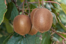 Manfaat Tanaman Obat Buah Kiwi Bagi Kesehatan, Sumber Vitamin C Super Tinggi