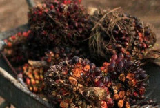 Harga TBS Sawit Sumsel Periode II Maret 2026 Naik Rp. 206,76 per  Kg