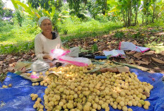 Musim Buah Duku, Harganya Murah  Terjangkau 