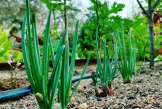 Manfaat Tanaman Obat Daun Bawang Untuk Kesehatan dan Masakan, Nomor 3 Baik Untuk Kesehatan Jantung
