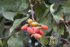 Kaya Nutrisi, 5 Manfaat Tanaman Obat Daun Melinjo dan Cara Pengolahannya