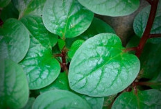 Manfaat Tanaman Obat Daun Binahong, Cara Mengonsumsi, Efek Samping