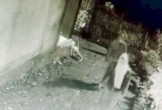 Takut Terekam CCTV, Pencuri Gunakan Jilbab