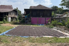 Harga Kopi Empat Lawang Bertahan di Rp50 Ribu, Petani Menanti Kenaikan di Musim Panen
