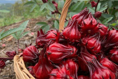 Tanaman Obat Bunga Rosella, Pilihan Alami untuk Tekanan Darah Tinggi