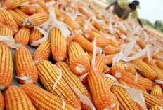 Transaksi Jagung