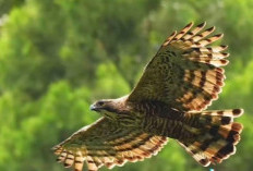 Apakah Burung Garuda Ada di Dunia Nyata? Simak Penjelasannya