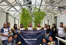 Dari Pembinaan Menuju Kemandirian, Sukses Panen Melon Inthanon di Lapas Empat Lawang