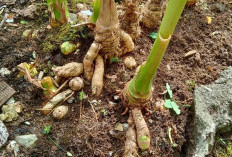Ini Dia Manfaat Tanaman Obat Temulawak Bagi Kesehatan Tubuh, Salah Satunya Untuk Menjaga Kesehatan Hati