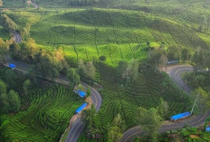 Rancabali Ciwidey, Menawarkan Pemandangan Yang Sejuk dan Udara Yang Segar