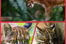 SATWA ! Mengenal Lebih Dekat Hewan Langka Kucing Emas Hidup di Hutan Sumatera Kawasan Lahat