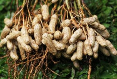 Simak! 5 Manfaat Kacang Tanah Bagi Kesehatan