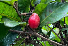 Buah Ajaib Ini Bisa Mengubah Asam Jadi Manis, Yuk Simak! 