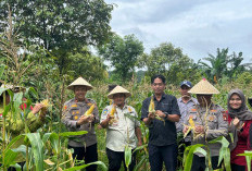 Panen Raya Jagung Sukses, Hasil Panen Tembus 400 Kg, Kapolsek Merapi Sampaikan Ini