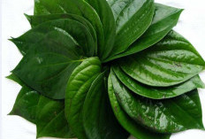 Tanaman Obat Daun Sirih! Pusaka Tradisional untuk Kesehatan Kewanitaan dan Luka serta Meredakan Gatal