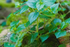 Manfaat Daun Sirih Cina untuk Kesehatan Tubuh, Salah Satunya Obat Alami Untuk Asam Urat 