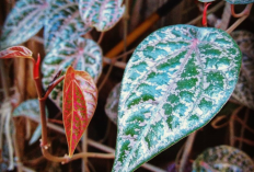 Sariawan, Batuk, Gula Darah ? Cukup Siapkan Tanaman Obat Daun Sirih Merah, Berikut Resep Ramuannya