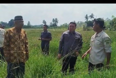 Serap Aspirasi Warga, Anggota DPRD Sumsel M. Oktafiansyah Tinjau Lahan Sawah Tak Aktif di Pasemah Air Keruh