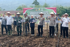 Penanaman Jagung Serentak, Kapolres : Siap Kawal Ketahanan Pangan Nasional