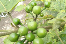 Ini Dia Buah Cempoka Si Buah Langka Yang Kaya Khasiat, Salah Satunya Menurunkan Tekanan Darah