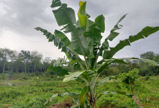 Selain Untuk Membungkus Makanan, Ternyata Daun Pisang Baik Untuk Kesehatan