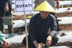  Pj Bupati Dukung Peningkatan Produksi Cabai di Lahat