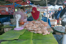 Ibu-ibu Kegirangan! Harga Daging Ayam Berangsur Turun