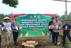 Sinergi di Atas Tanah: Ketika Polisi dan Warga Tanam Jagung Bersama