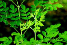 Tanaman Obat Ajaib! Kelor, Si Multivitamin dari Alam yang Menggemparkan Dunia Kesehatan dan Kecantikan Global