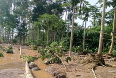 Derasnya Arus Sungai Lintang, Kebun dan Jembatan Gantung di Empat Lawang Rusak